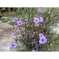 CUTTING POKOK MORNING GLORY / POKOK MORNING GLORY  / POKOK MORNING GLORY PURPLE / KERATAN POKOK GLOR