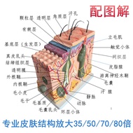 Teaching organization structure body 50 times plastic skin layered dissection hairdressing amplify m