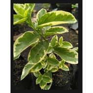 Variegated sancang bonsai material