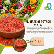 (1KILO) MURIATE OF POTASH 0-0-60 /PLANT FERTILIZER/BLOOM BOOSTER/FLOWER BOOSTER/FRUIT BOOSTER