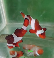 NEMO / Badut / Clownfish - Ikan Hias Laut