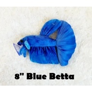 Blue Betta - Original Green Pleco Plushies, Fish Aquarium Collectibles (8 inch)