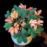 Coleus [Mimosa Flower Seed] Wonderful Plant Mimosa Potted In