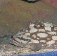 Ikan kerapu air tawar freshwater kerapu cloudy grouper