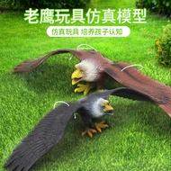 Simulation Eagle Model Toy Pinch Barking Bird Animal Toy Golden Eagle Dapeng Decoration Decoration O