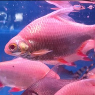 BAZAAR IKAN KAVIAT KAPIAT ALBINO JUMBO BESAR 18CM TANKMATE PREDATOR