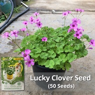 เมล็ดพันธุ์ โคลเวอร์ ลัคกี้โคลเวอร์ บรรจุ 50 เมล็ด Lucky Clover Three Leaf Clover Grass Seeds Flower