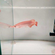promo!! super red baby arowana ukuran 10cm murah