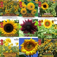 [$9.9 Free Shipping]10 sunflower seeds assorted sunflower seed