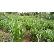 (🔥HOT SELLING🔥)‼️KERATAN NAPIER PANDAN/DWARF 1KG‼️1KG‼️