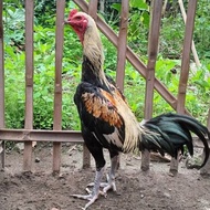 Mixed Chicken Fertile Eggs 5 Types of Fighting Chicken Hatching Eggs