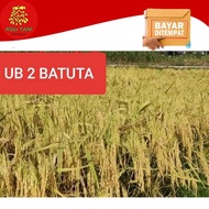 Dijual Benih Padi Unggul UB2 Batuta Asli Aceh