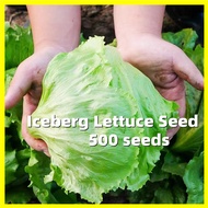 Iceberg Lettuce Seed -结球生菜种子 500 Seeds Super Ball Variety Iceberg Lettuce Seeds Original Vegetable S