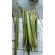 DAUN PALAS 25 PELEPAH (60 SEN/PELEPAH)