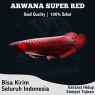 Arwana Super Red Good Quality