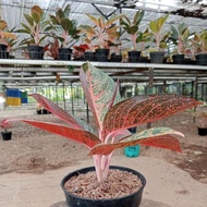 Aglaonema Tiara