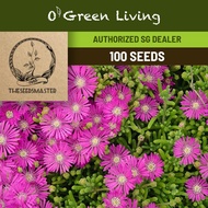 FL431 Ice Plant (100 Seeds)