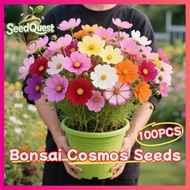 100pcs Bonsai Cosmos Seeds for Sale Dwarf Cosmos Flower Seeds for Planting & Gardening Rare Gesang C