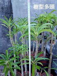 【石在好玩】鬼金棒 Pachypodium rutenbergianum (樹型)