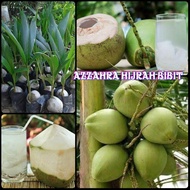 Bibit tanaman buah kelapa pandan wangi super