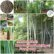 Easy to grow丨50 seeds/pack Rare Moso Bamboo Seed (Phyllostachys) High Germination Flower Seeds for G