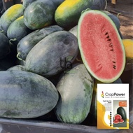 Benih Tembikai Madu Black Gem Hibrid F1 WM515 Crop Power (20gm)