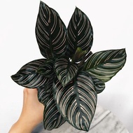 Calathea Ornata Tanam Hias Calathea Ornata