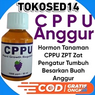 Hormon Tanaman CPPU ZPT Zat Pengatur Tumbuh Besarkan Buah Anggur