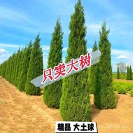 Cypress Tartar Cypress Pine Cypress Pagoda Pine Cypress with Soil Side Cypress Big Tree Round Cypres