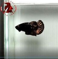 IKAN HIAS CUPANG AVATAR BLACK GOLD TOP GRADE. Betina. Female - 01