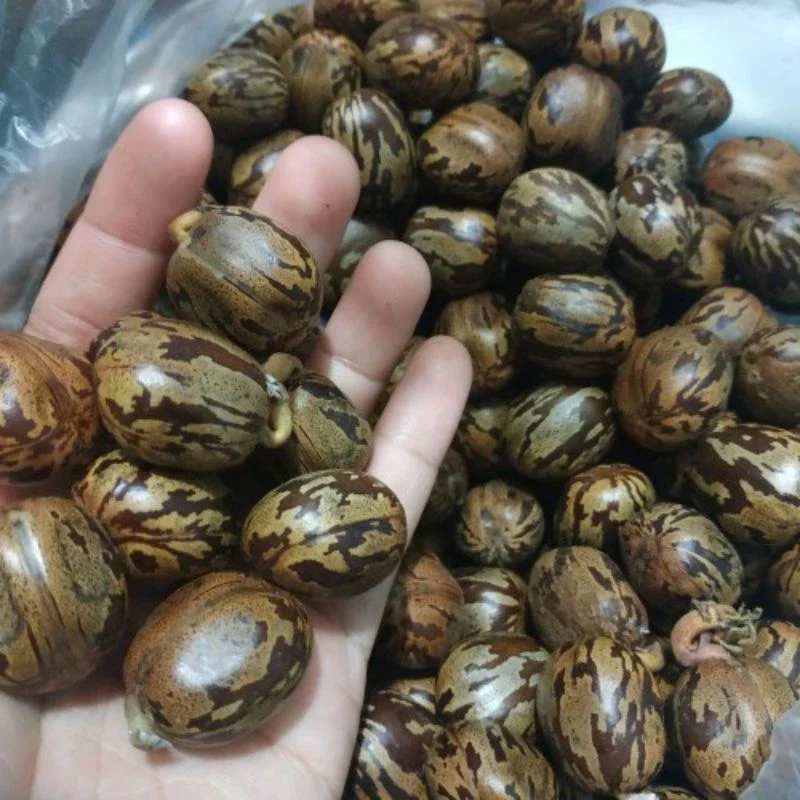 Biji Karet Unggul Bagus Fresh Segar Murah /50 Biji