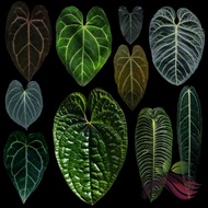 Rare Anthurium Collection by LS Group