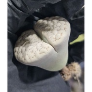 Lithops Gracilidelineata c189 母本优选荒玉/石头玉/屁屁生石花/多肉植物 🇲🇾 ReadyStock