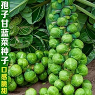 10 Biji Benih - Brussel Sprouts Long Island 孢子甘蓝种子