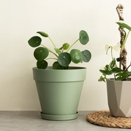 Pilea peperomioides 鏡面草植栽_荷蘭設計極簡霧面盆
