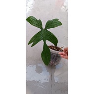 Philodendron Florida Beauty Green plant