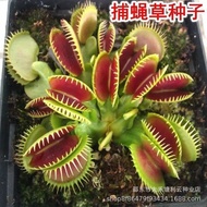 现货捕蝇草种子食人花猪笼草盆栽食虫植物食蝇草种子室内阳台四季易种Venus flytrap seed cannibal flower pitcher plant potted insectivorou