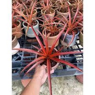 bromeliad ananas eruption (small size)