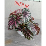 BEGONIA CANDLE STRIPE (I'd rare)