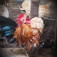 AYAM HIAS (CHOCIN/SERAMA/KATE/KATE CEPER/BATIK/KAPAS/JAMBUL/CHAMOIS)