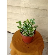 pokok money plant njoy.ready stok