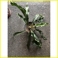 ◩ ❁ ♙ anthurium wave of love plant plowmanii seeds