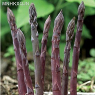 [readystock]◐✲Akar/Crown Asparagus Purple 2 tahun两年紫色芦笋苗根