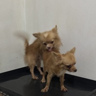 Anjing Ras Chihuahua sepsangan jantan dan betina