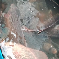 ikan gurame hidup 1kg
