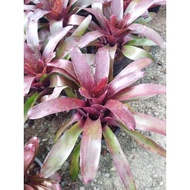 Bromeliad Charm Saiz Besar/Pasu Saiz 11"/Bromeliad Plant