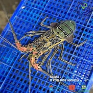 LOBSTER BAMBU HIDUP 1Kg UP | Lobster Laut Hidup Besar 1kg Perekor