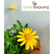 <Greenheavenz> Live Plant Euryops pectinatus 'Viridis' Pokok Hiasan Pokok Hidup 银叶金木菊 梳黄菊