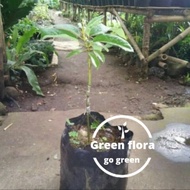 bibit pohon alpukat miki kaki 3-alpukat miky-buah alpukat