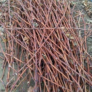 HARGA PROMO Fresh Cut Rootstock Anggur Import (DogridgeKober 5BbRichter 110Ramsey/Salt Creek) TERMUR